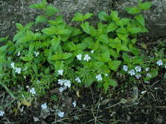 Veronica peduncularis