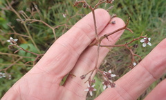 Afrotysonia glochidiata