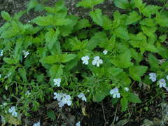 Veronica peduncularis