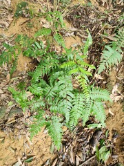 Gymnosphaera podophylla