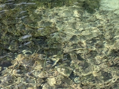 Tylosurus crocodilus