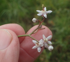 Afrotysonia glochidiata