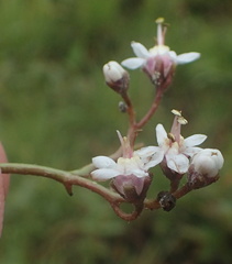 Afrotysonia glochidiata