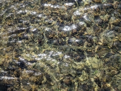 Tylosurus crocodilus