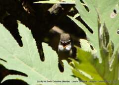 Mecocerculus leucophrys