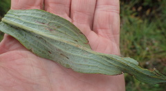 Afrotysonia glochidiata