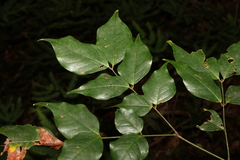 Archidendron grandiflorum