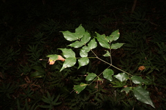 Archidendron grandiflorum