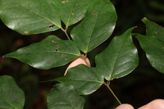 Archidendron grandiflorum