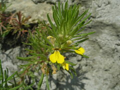 Ajuga chamaepitys chia