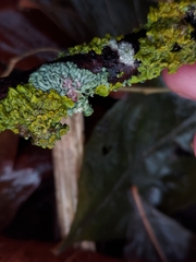 Laetisaria lichenicola