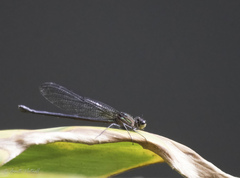 Hetaerina cruentata
