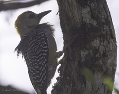 Melanerpes hoffmannii