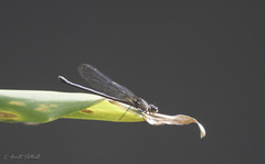 Hetaerina cruentata