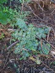 Silybum marianum