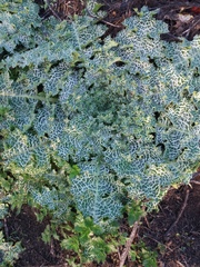 Silybum marianum