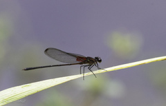 Hetaerina cruentata