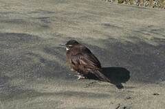 Cinclodes nigrofumosus