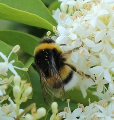Bombus terrestris lusitanicus
