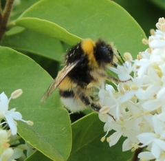 Bombus terrestris lusitanicus