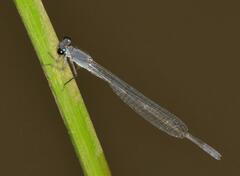 Pseudagrion salisburyense