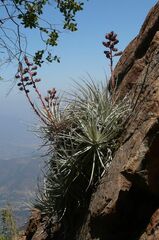 Puya coerulea