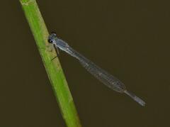 Pseudagrion salisburyense