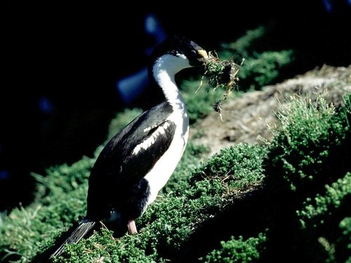 iNaturalist image
