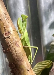Sphodromantis lineola