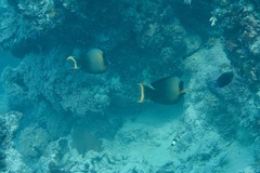 Acanthurus pyroferus