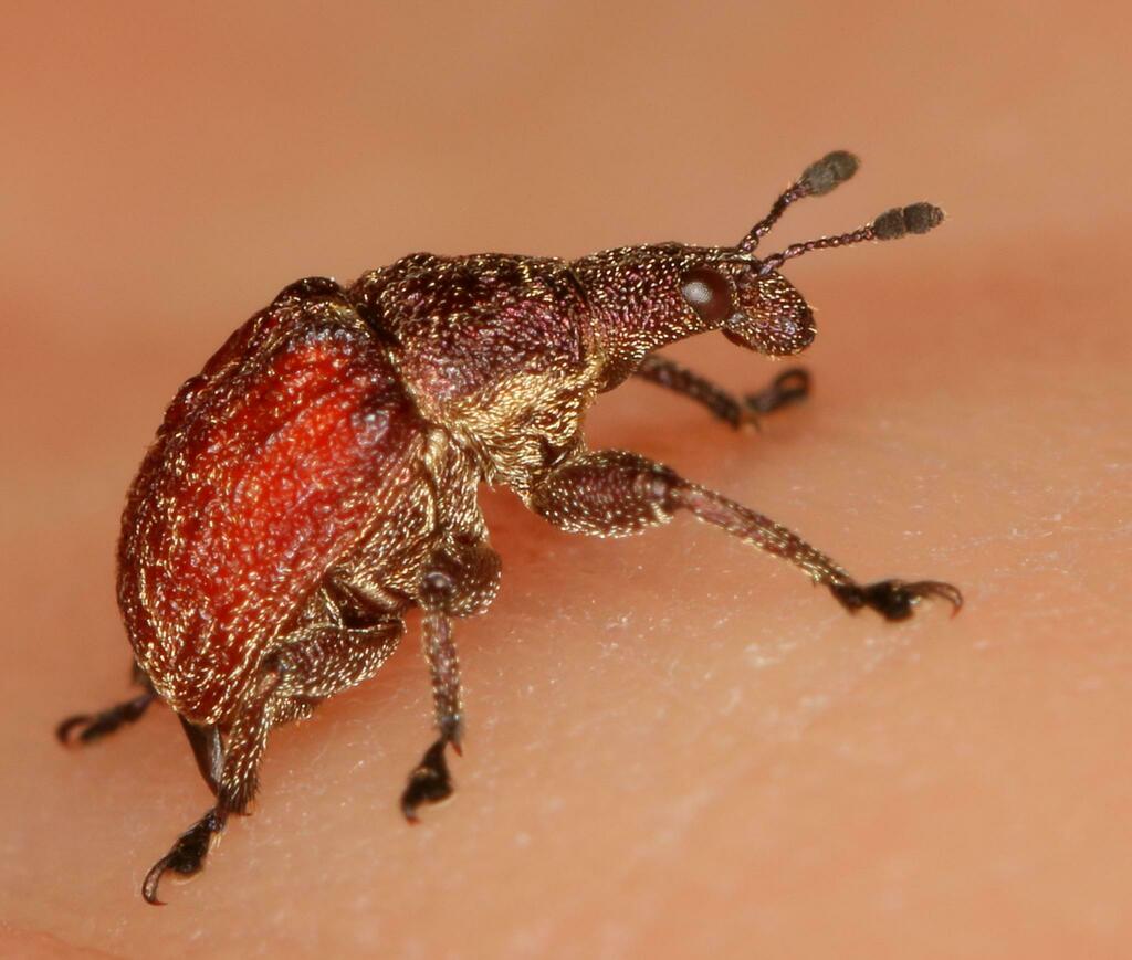 Scotopsinus