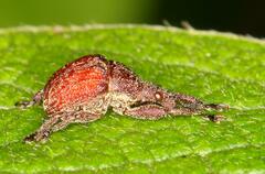 Scotopsinus bituberculatipennis