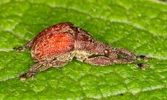Scotopsinus bituberculatipennis