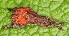 Scotopsinus bituberculatipennis