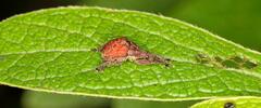Scotopsinus bituberculatipennis