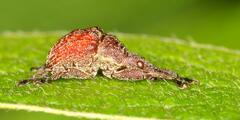 Scotopsinus bituberculatipennis