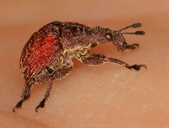 Scotopsinus bituberculatipennis