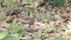 Turdus chrysolaus