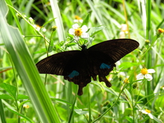 Papilio hermosanus