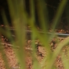 Trachylepis margaritifera