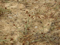 Cyperus capitatus