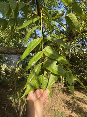 Juglans