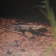 Trachylepis margaritifera