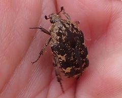 Protaetia fusca