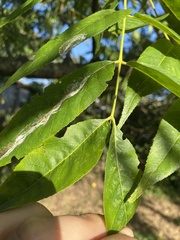 Juglans