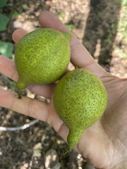 Juglans