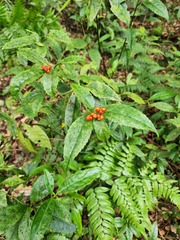 Sarcandra glabra