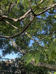 Juglans
