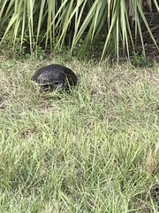 Pseudemys peninsularis