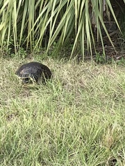 Pseudemys peninsularis